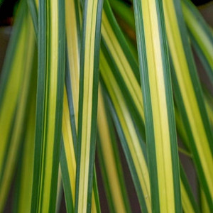 Carex Oshimensis 'Eversheen', Japanese Sedge 'Eversheen', Variegated Sedges, Ornamental grasses, Evergreen Sedge, Evergreen Japanese Sedge
